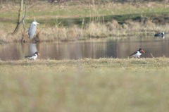 Haematopus ostralegus