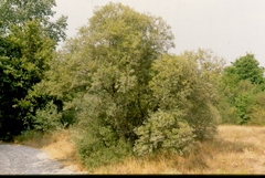 Salix eleagnos