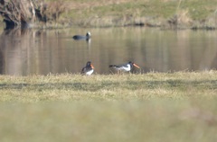 Haematopus ostralegus