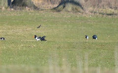 Haematopus ostralegus