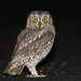 Eurasian Scops Owl - Photo (c) naturpel, some rights reserved (CC BY-NC), uploaded by naturpel