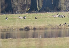 Branta canadensis
