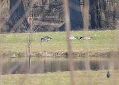Branta canadensis