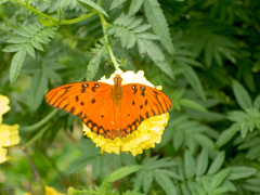 Dione vanillae insularis