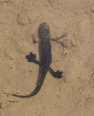Lissotriton graecus