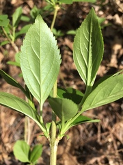 Forsythia viridissima