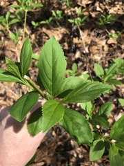 Forsythia viridissima