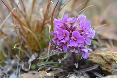 Erysimum pallasii