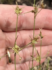 Luzula acuminata carolinae