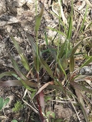 Luzula acuminata carolinae