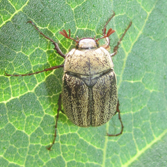 Phyllophaga lanceolata