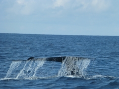 Balaenoptera musculus