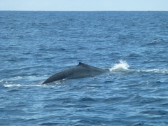 Balaenoptera musculus