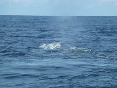 Balaenoptera musculus