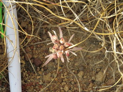 Euphorbia radians