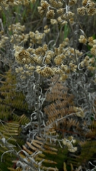 Achyrocline saturejoides