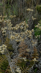 Achyrocline saturejoides