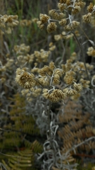 Achyrocline saturejoides