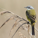Spanish Yellow Wagtail - Photo (c) naturpel, some rights reserved (CC BY-NC), uploaded by naturpel