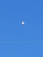 Pelecanus erythrorhynchos