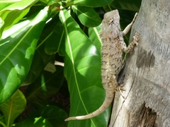 Calotes versicolor