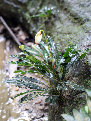 Genus Bucephalandra · iNaturalist