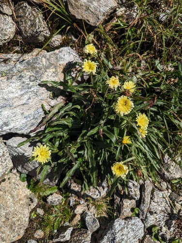 Image of Chicory-Leaved Hawkweed (Schlagintweitia intybacea) by no rights reserved