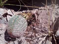 Echinocereus pectinatus rutowiorum