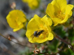 Potentilla hyparctica