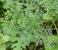 Ammoselinum butleri