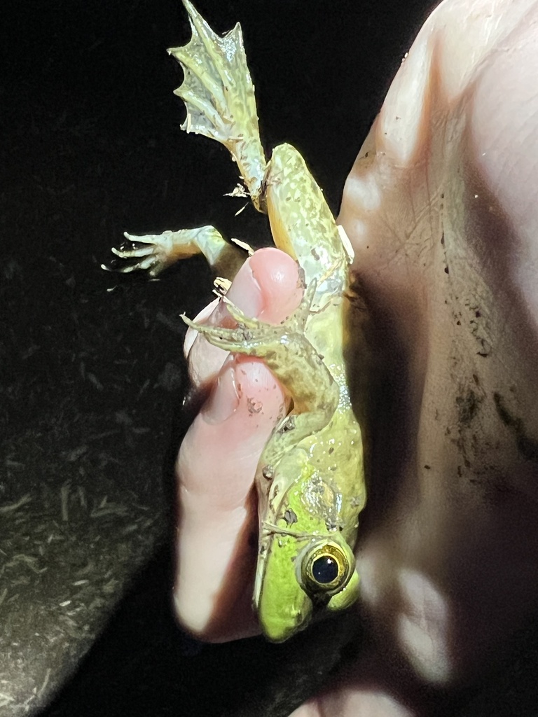 American Bullfrog from Mills Lake Wynd, Holly Springs, NC, US on ...