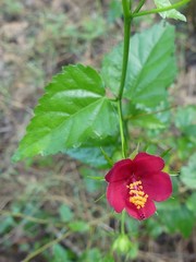 Hibiscus phoeniceus