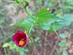 Hibiscus phoeniceus