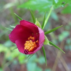 Hibiscus phoeniceus