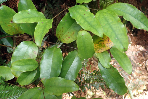 Rhipogonum scandens (Ripogonum scandens)
