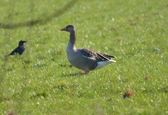 Anser anser