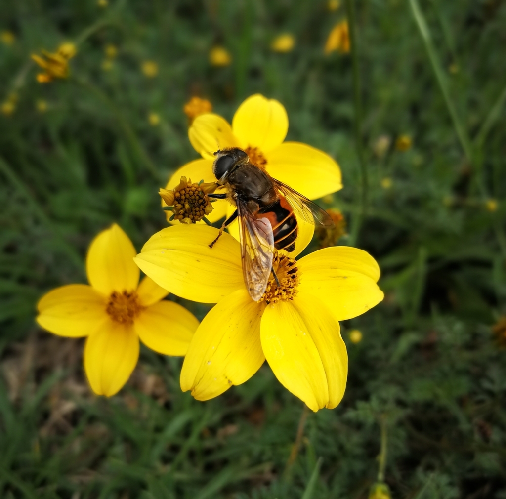 Eristalis bogotensis