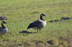 Branta canadensis