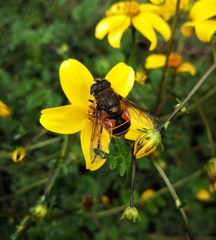 Eristalis bogotensis