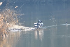 Branta canadensis
