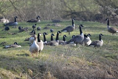Branta canadensis