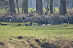 Branta canadensis