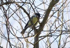 Parus major