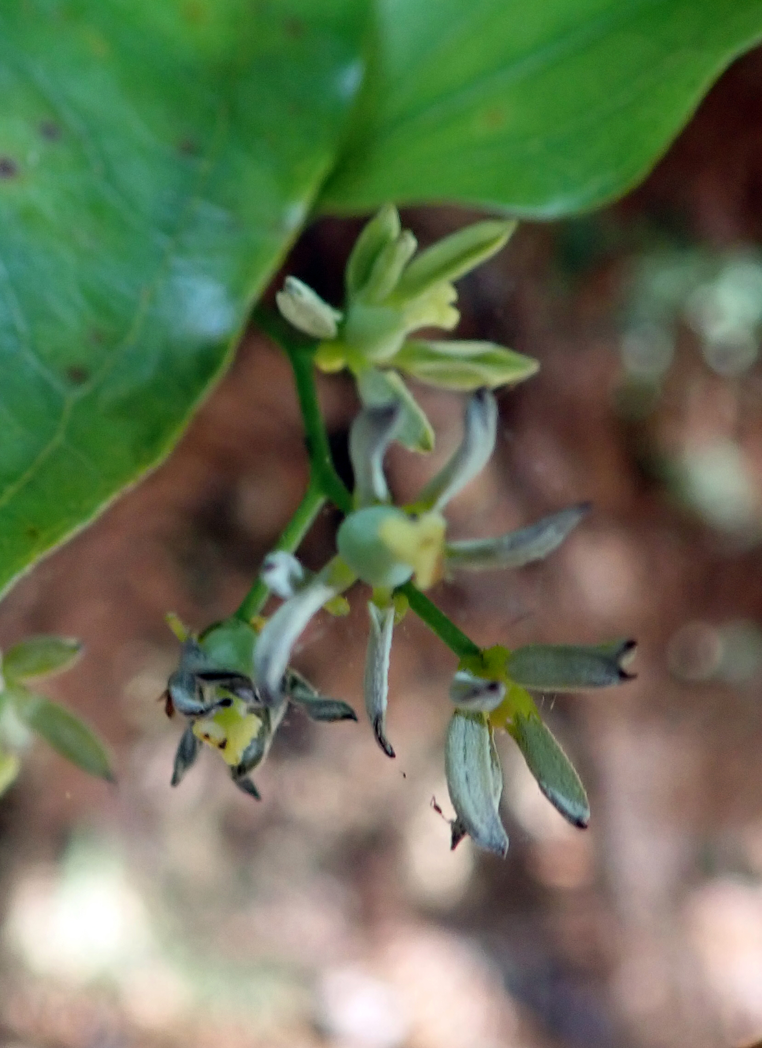 Ripogonaceae
