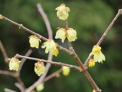 Chimonanthus praecox