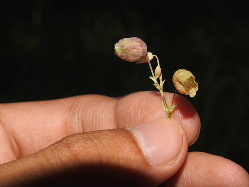 Jaapiella floriperda