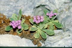 Primula marginata