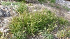 Caulanthus lasiophyllus