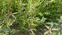 Caulanthus lasiophyllus