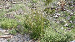 Caulanthus lasiophyllus